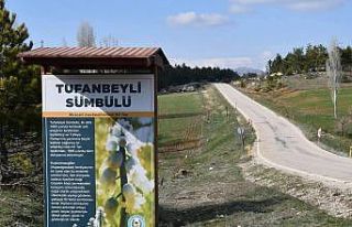 Tufanbeyli’nin sembolü olan sümbül için ilçede...