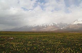 Tunceli’de çiçeklerin renk cümbüşü