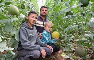 Turfanda kavunun tanesi 30 TL