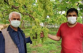 Turfanda üzüm çıktı