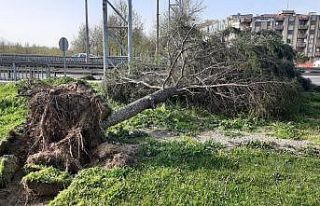 Turgutlu’da fırtına ağaçları devirdi