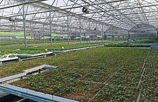 Türkiye’nin sebze fideleri Bafra Ovası’ndan