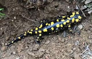 Türkiye’ye özgü endemik tür Anadolu semenderi...