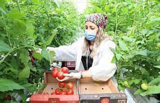 Türkşeker Ankara’da ilk serasını kurdu: İlk...