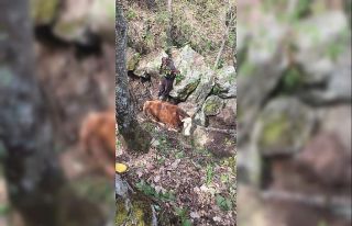 Uçuruma yuvarlanan ineği itfaiye kurtardı