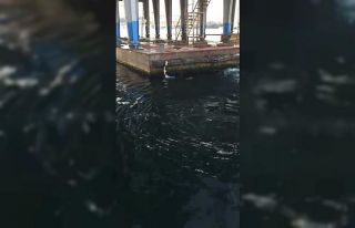 Unkapanı Köprüsü’nden denize atlayan şahsı...