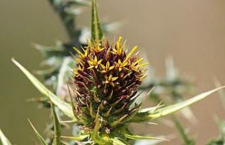 Ünlü botanikçi Kapadokya’da yeni bitki keşfetti