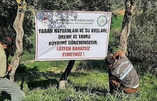 Üreme döneminde olan yaban hayvanları ve kuşlar...