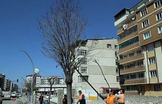 Van Büyükşehir Belediyesinden ağaç budama çalışması