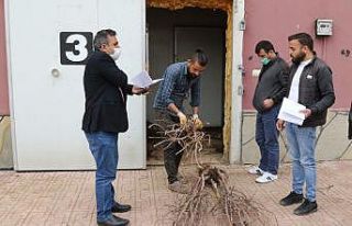 Van Büyükşehir Belediyesinden çiftçiye meyve...