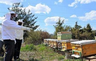 ’Varroa’ hastalığına karşı ilaç dağıtımı...