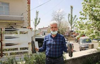 Varto’da fidan dağıtımı