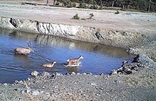 Yaban hayatı fotokapanla görüntülendi