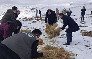 Yaban hayvanları için yemleme çalışması sürüyor
