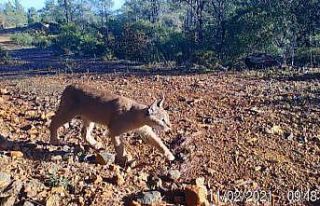 Yabani kedi “karakulak” fotokapanla Muğla’da...