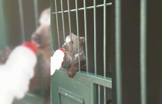 Yalova’da ailesini kaybeden yavru ayı, emin ellerde