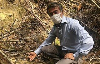 Yanan ormandan "kuzugöbeği" fışkırdı
