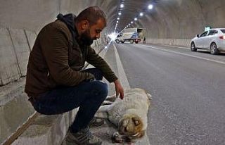 Yaralanan köpeğinin başından bir an olsun ayrılmadı