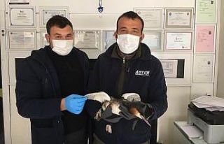 Yaralı bulunan bahri kuşu tedaviye alındı