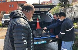 Yaralı bulunan köpeğe Jandarma şefkati