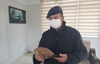 Yaralı doğan, tedavi ettirilerek doğaya salındı