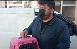 Yaralı kedi ve köpek tedavi için İstanbul’a...