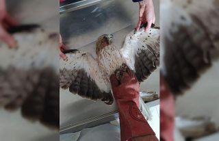 Yaralı Kızıl Şahin tedavi altına alındı