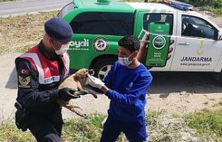 Yaralı köpeğe Aydın Büyükşehir Belediyesi ekipleri...