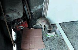 Yaralı köpeğin imdadına belediye yetişti