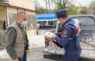 Yaralı Leyleğin yardımına Jandarma yetişti
