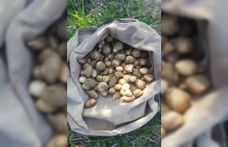 Yasaklı salep soğanı toplayan 3 kişiye 724 bin...