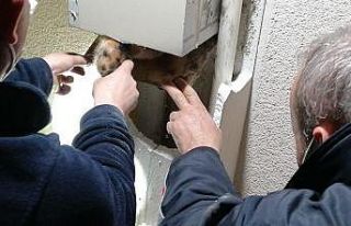 Yavru kedinin sıkıştığı yeri kedi sesi açarak...