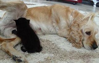 Yavru kediye köpek annelik yapıyor