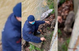 Yavru köpeği boğulmaktan jandarma kurtardı
