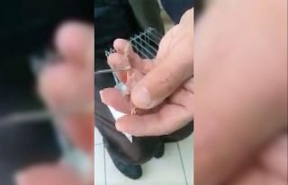 Yavru kuşları şırınga ile besliyor