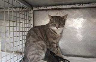 Yavrusu doğum kanalında kalan kediye sezaryen yapıldı