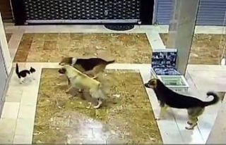 Yavrusuna saldıran 3 köpeği böyle kovaladı