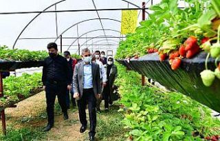 Yeşilyurt’te sereda çilek yetiştiriciliği