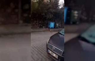 Yolunu kaybeden karaca mahalle merkezine indi