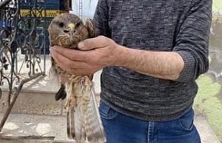 Yorgun düşen Şahin tedavi altına alındı