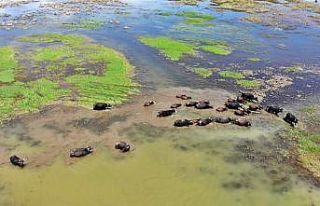 Yüksekova’da Afrika’yı andıran görüntüler