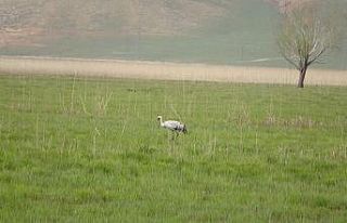 Yüksekova’da ‘Bayağı Turna’ görüntülendi