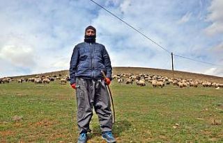 Yüksekova’da karların erimesiyle koyunlar meralara...