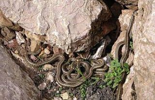 Yüksekova’da sürü halindeki yılanlar Brezilya’nın...