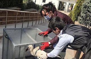 Yuvadan düşen leylek tedavi altına alındı
