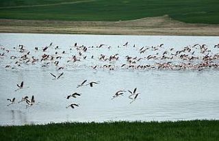 Yüzlerce flamingonun görsel şöleni havadan görüntülendi
