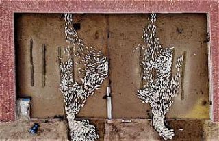 Yüzlerce kuzu anneleriyle böyle buluştu