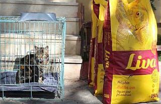 Zabıtadan kendisine ve kediye şiddet uygulayan şahsa...