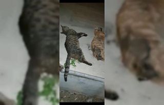 Zehirlenmiş halde bulunan kedilerden üçü telef...