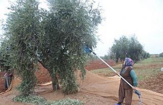 Zeytin yaprağında tarım ilacı kalıntısına dikkat